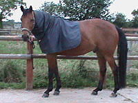 Merlin