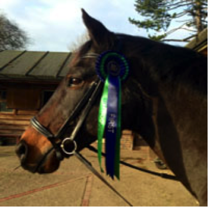 Image of horse and rosette