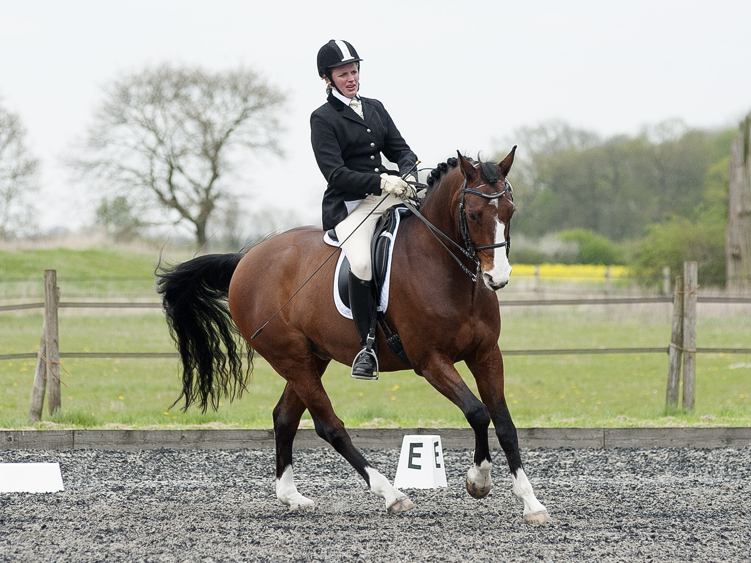 Horse and rider