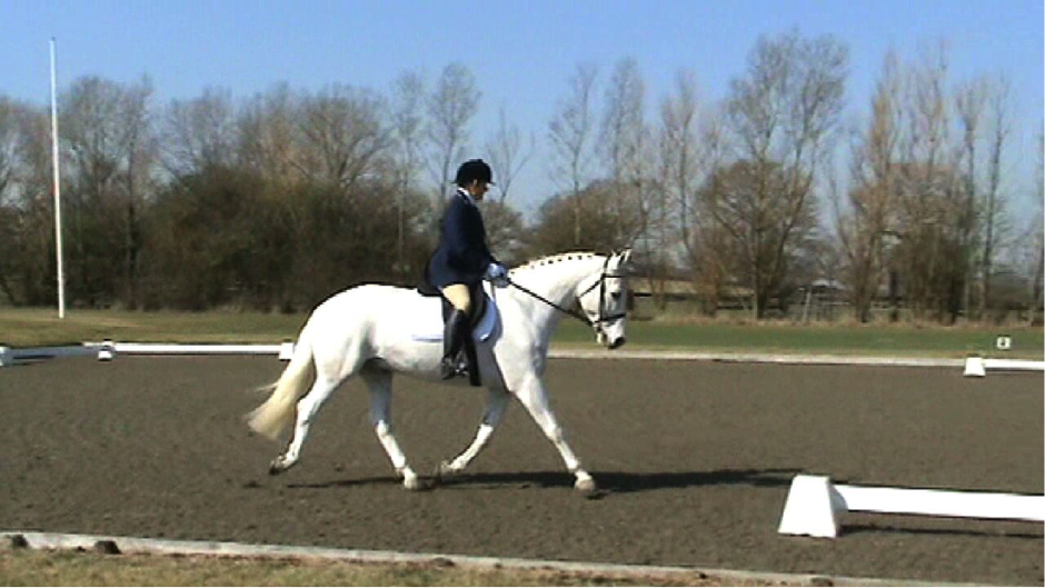 Horse and Rider