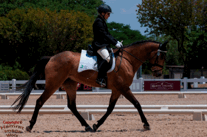 Horse and rider