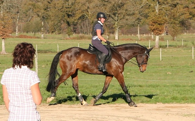 Horse and rider
