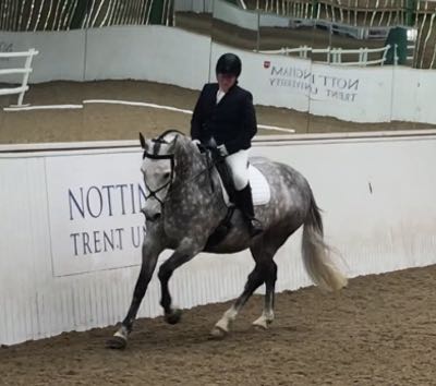 Horse and rider in an arena