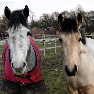Ponies