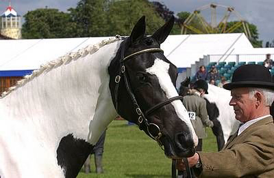 Horse and handler