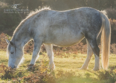 Horse grazing