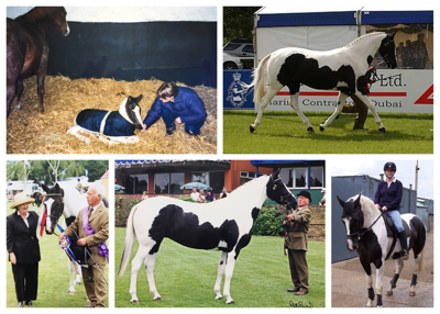 Collage of horse images